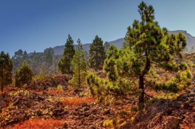 Teide: Guided Sunset & Stargazing Tour by Night with Dinner - The Traditional Village Pause: Coffee, Snacks, and Reset Time
