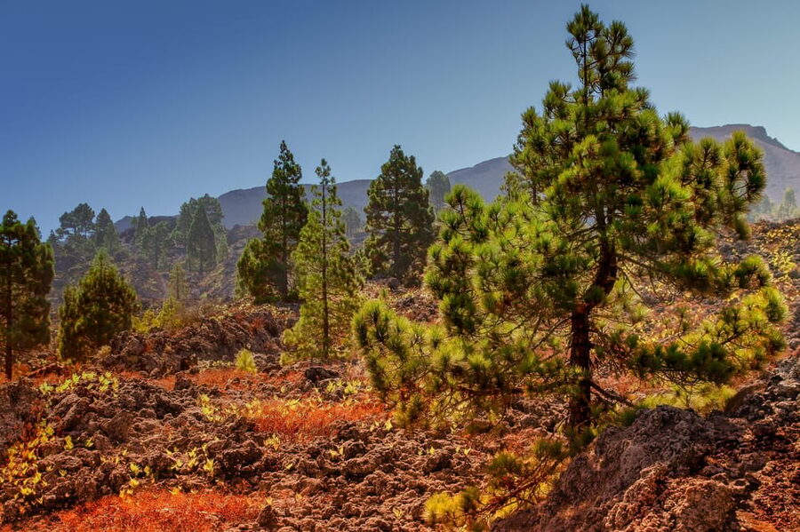 Teide: Guided Sunset & Stargazing Tour by Night with Dinner - The Traditional Village Pause: Coffee, Snacks, and Reset Time