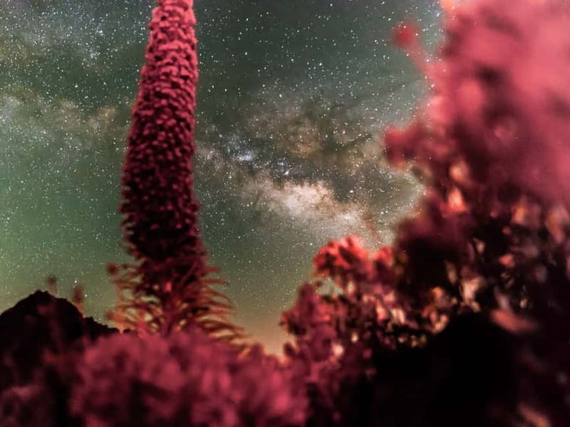 Tenerife: Teide Stargazing with an Astrophysicist - Small group and single-language sessions: who this experience fits best