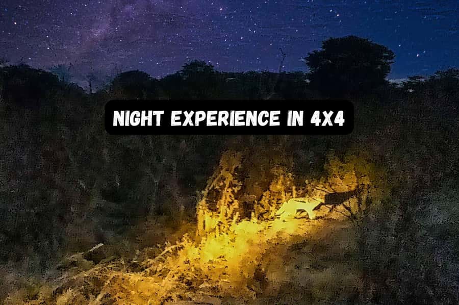 Victoria Falls: Bush Experience and Stargazing D-F-ES-GB - A 2-hour Victoria Falls night that blends wildlife and the sky
