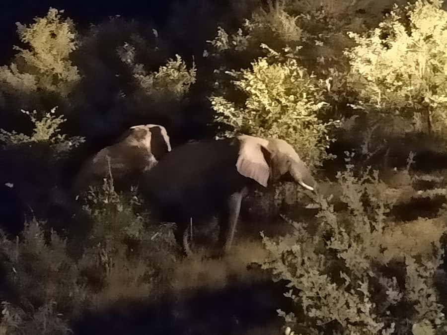 Victoria Falls: Bush Experience and Stargazing D-F-ES-GB - The best part of nighttime spotting: the moment before you see anything